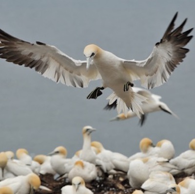 Albatross landing amongst her chicks